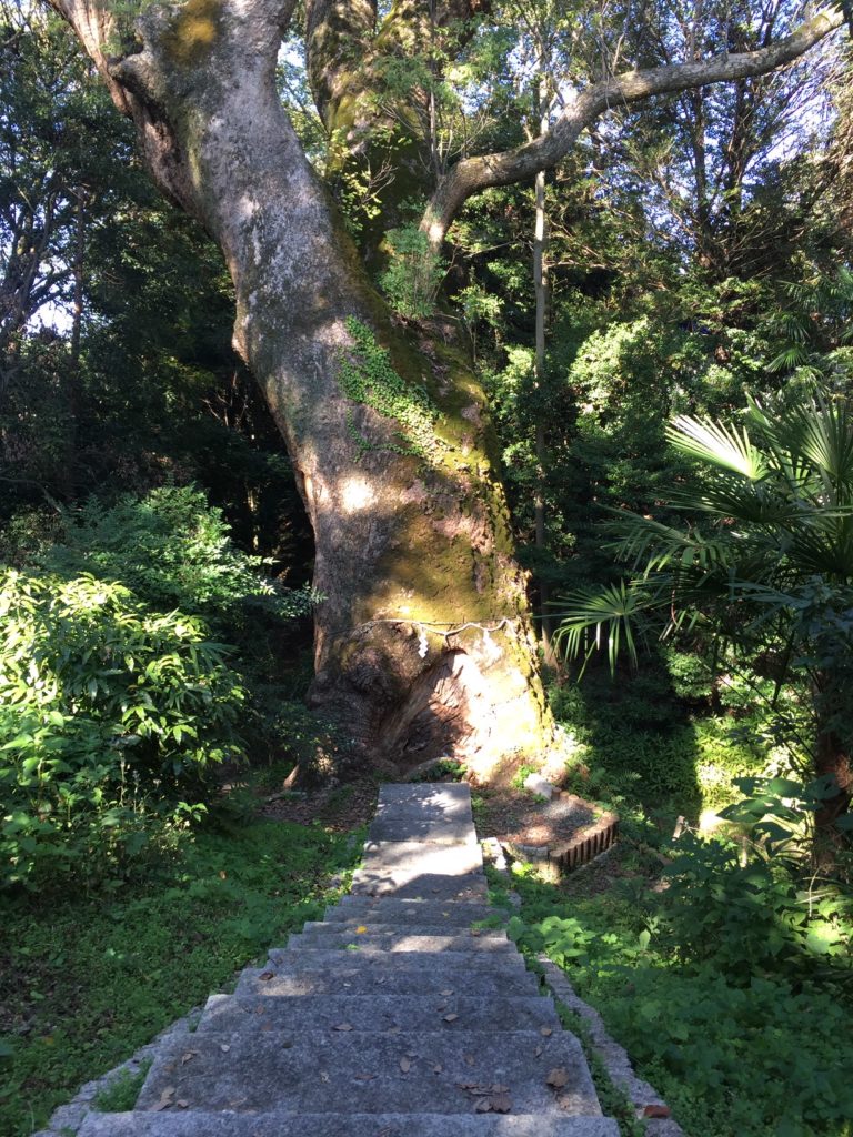 奈良豆比古神社（ならつひこじんじゃ）の樟の巨樹